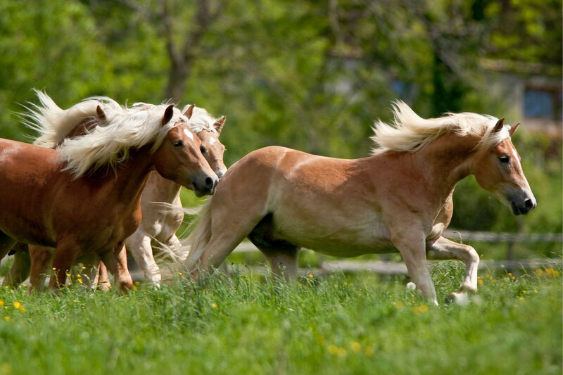 Une vue du Cheval Haflinger au galop