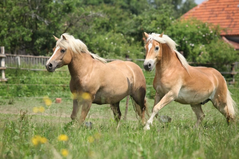Une vue du Cheval Haflinger au galop