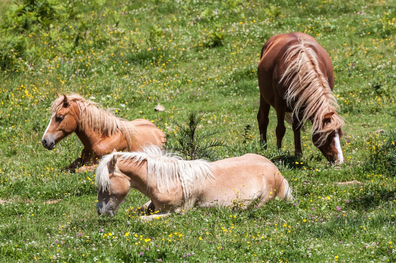 Une vue du Cheval Haflinger au p�turage