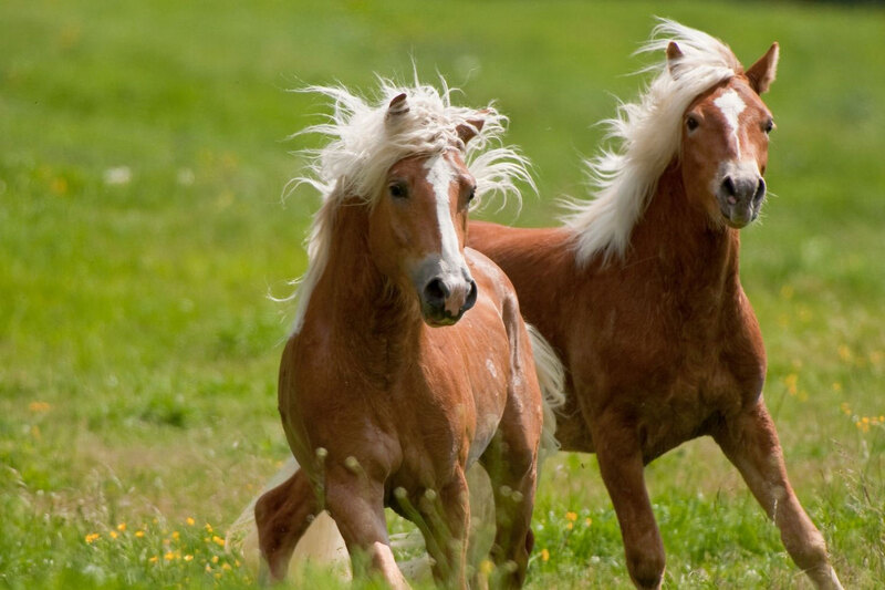 Une vue du Cheval Haflinger dans un pr�
