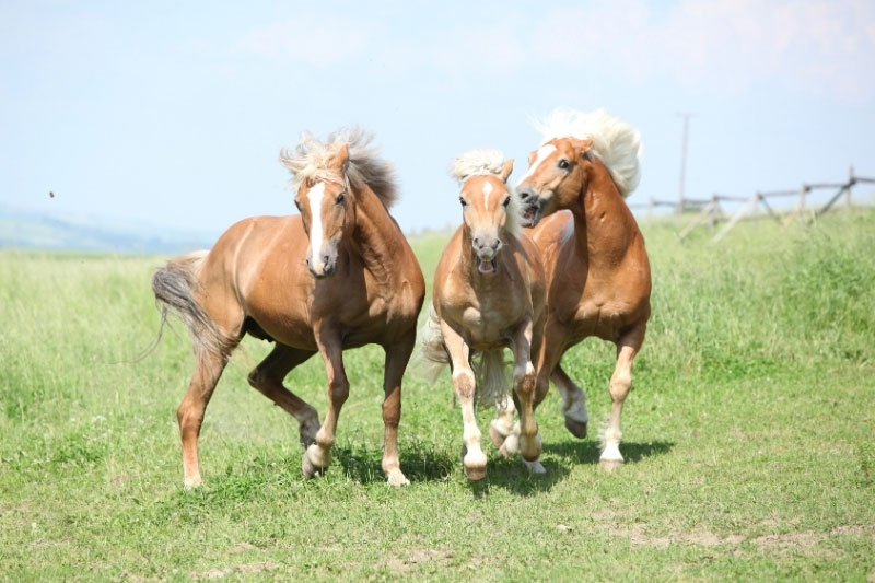 Une vue du Cheval Haflinger en libert�