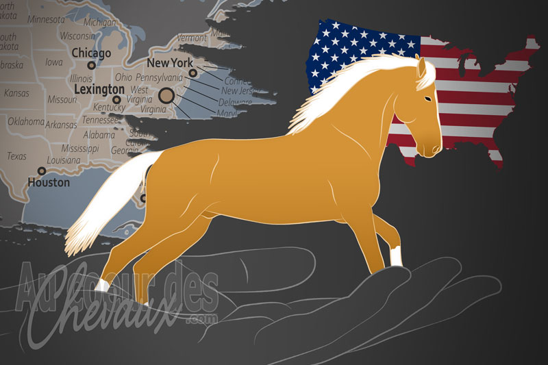 Le Registre des Chevaux Demi selle Am�ricain, une organisation qui g�re le cheval de selle am�ricain aux �tats unis