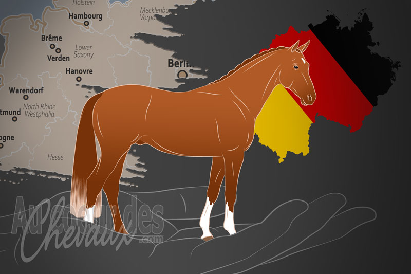 La Hannoveraner Verband e.V. un organisme de race en Allemagne