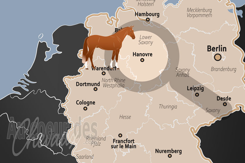 Hanovre, l'�picentre mondial de l'�levage et du sport �questre