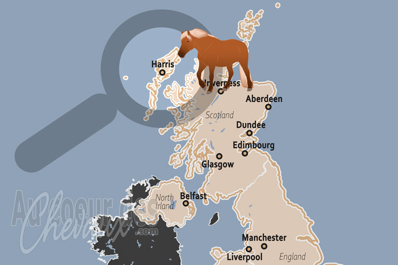 Harris, le poney d'eriskay et la r�silience des �quid�s des h�brides