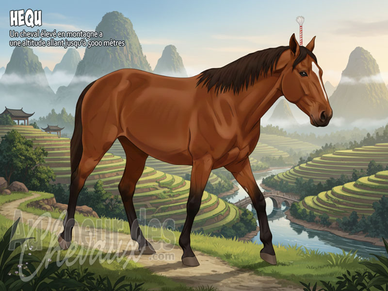 Le Cheval Hequ, le fier destrier des hauts plateaux