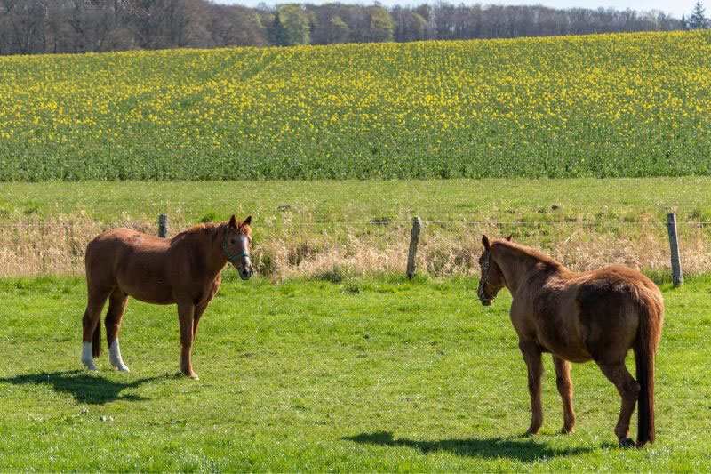 Une vue du Cheval Holstein dans un pr�