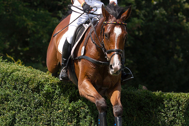 Une vue du Cheval Holstein pendant une sc�ance d'�quitation