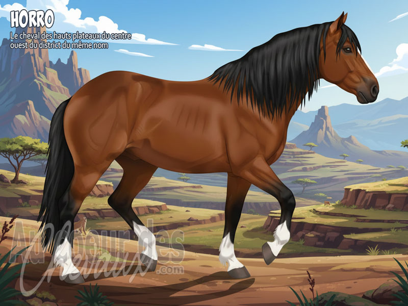 Le Cheval Horro, le fier galopeur des hauts plateaux d'�thiopie