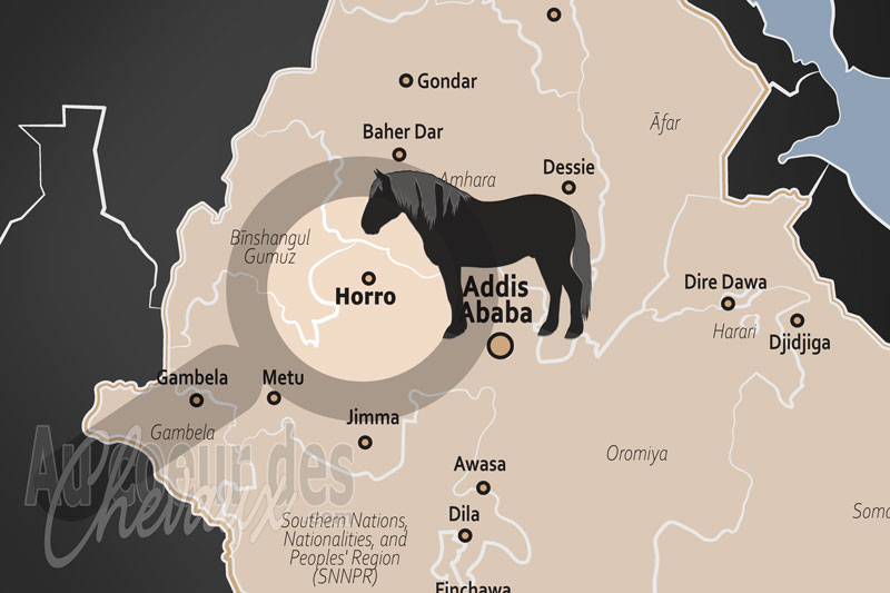 Horro, le cheval au c?ur de la r�silience des hauts plateaux �thiopiens
