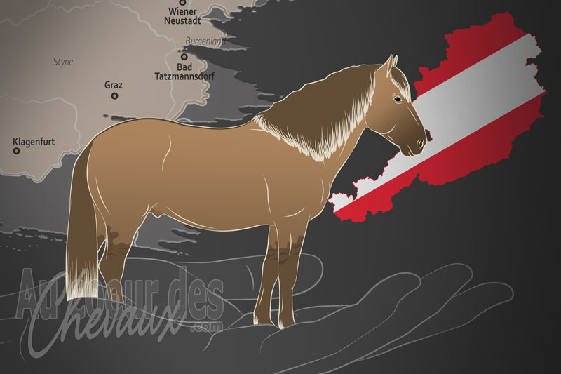 La Hucul International Federation un organisme de race en Autriche