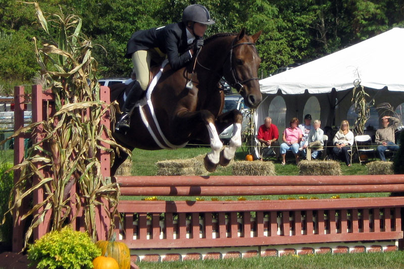La Discipline �questre du Hunter, harmonie, pr�cision et esth�tique du saut d'obstacles