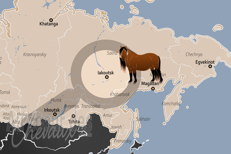 Iakoutsk, le cheval iakoute, miracle biologique au p�le du froid