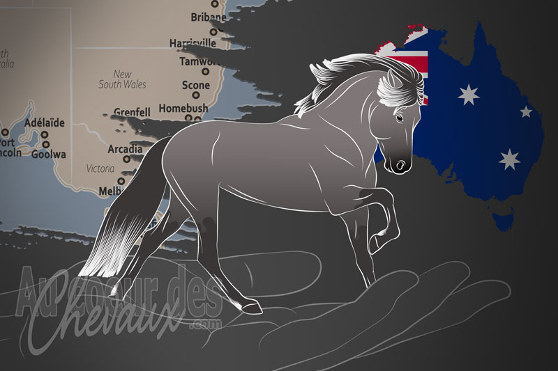 L'Icelandic Horse Association of Australia un organisme de race en Australie