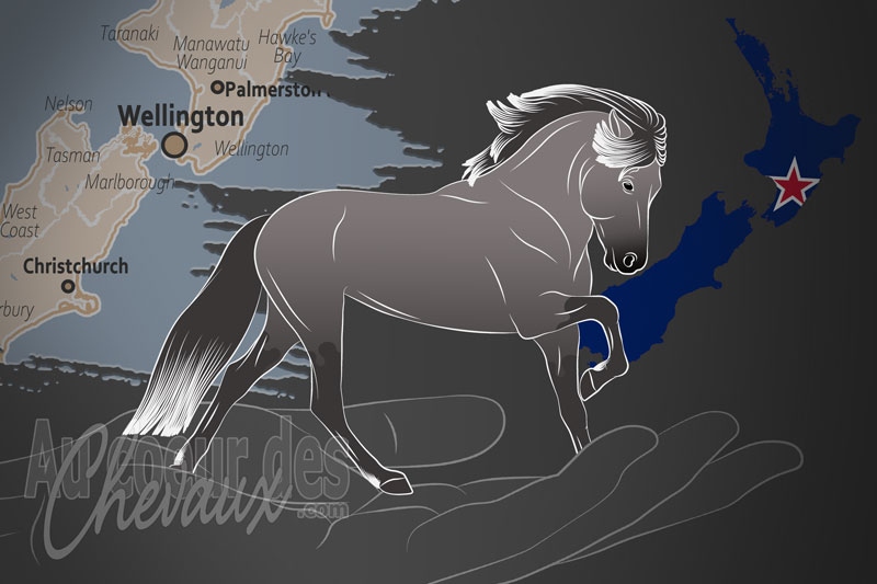 Les Chevaux Islandais de Nouvelle Z�lande Inc., une organismation qui g�re le cheval islandais en nouvelle z�lande