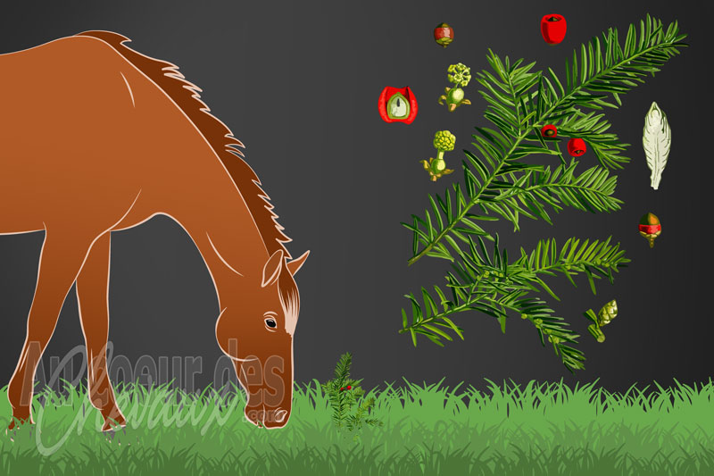 L'If et le cheval, l'urgence toxicologique absolue chez le cheval