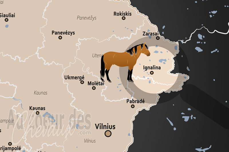 Ignalina, un sanctuaire pour le cheval au c?ur de la nature lituanienne