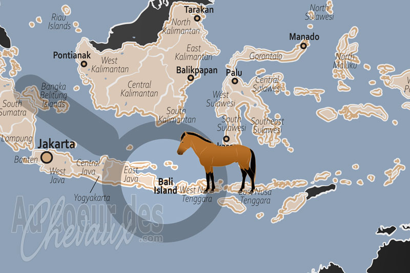L'�le Bali, le poney balinais entre h�ritage primitif et mutation touristique