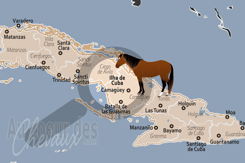 L'�le de Cuba, le cheval, pilier indispensable de la vie et de l'identit� carib�enne