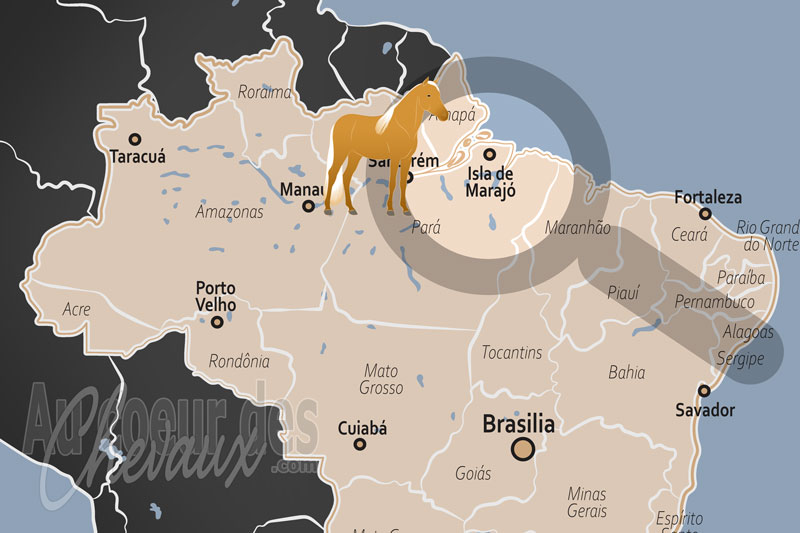 L'�le de Maraj�, la symbiose �quine au c?ur de l'amazonie inond�e