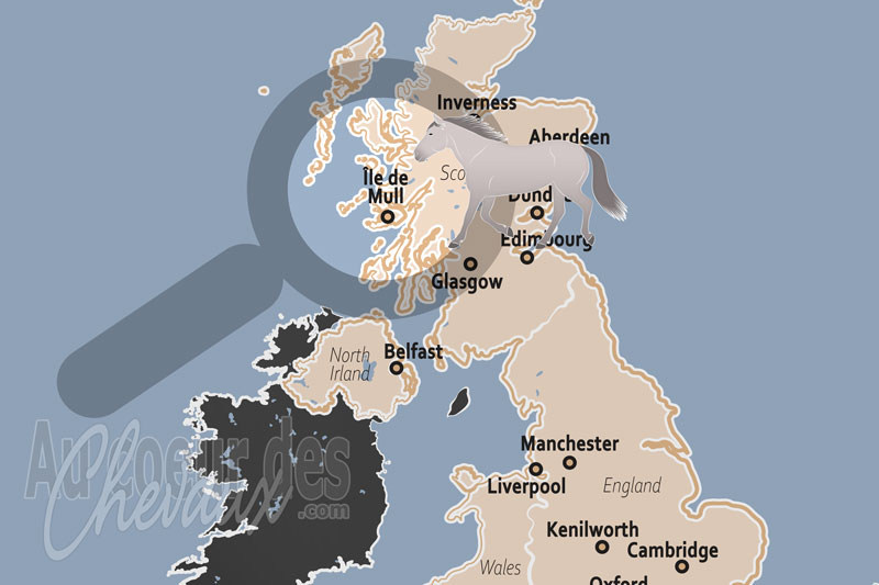 L'�le de Mull, tradition du poney highland et r�silience �questre dans les h�brides int�rieures