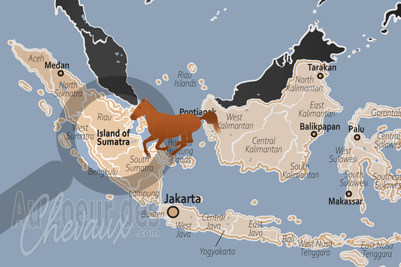 L'�le de Sumatra, diversit� et r�silience des �quid�s en milieu tropical