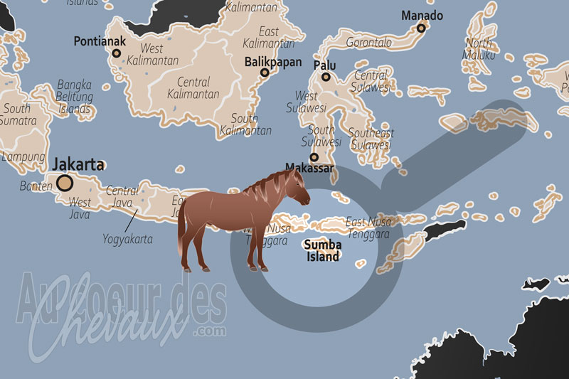 L'�le de Sumba, l'�le des chevaux et de la tradition guerri�re