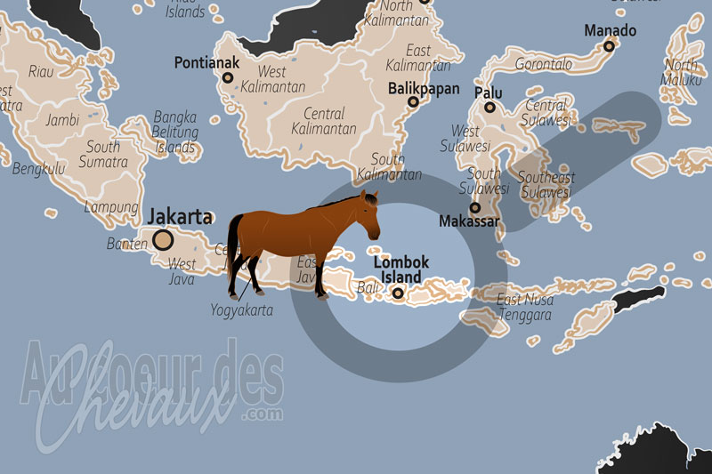 L'�le Lombok, le cheval entre tradition ancestrale et mobilit� durable