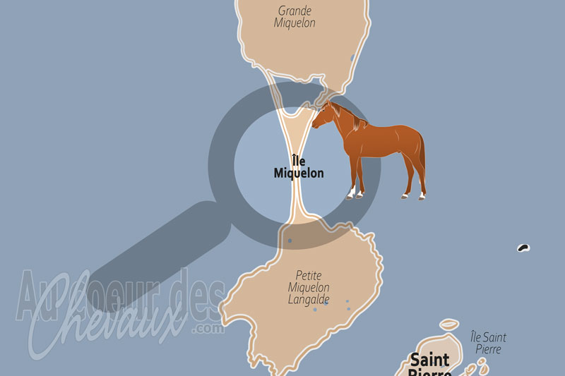 L'�le Miquelon, territoire de libert� pour les �quid�s du nord-atlantique