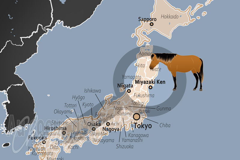 L'�le Miyako, le sanctuaire du miyako-uma, tr�sor vivant de l'archipel d'okinawa