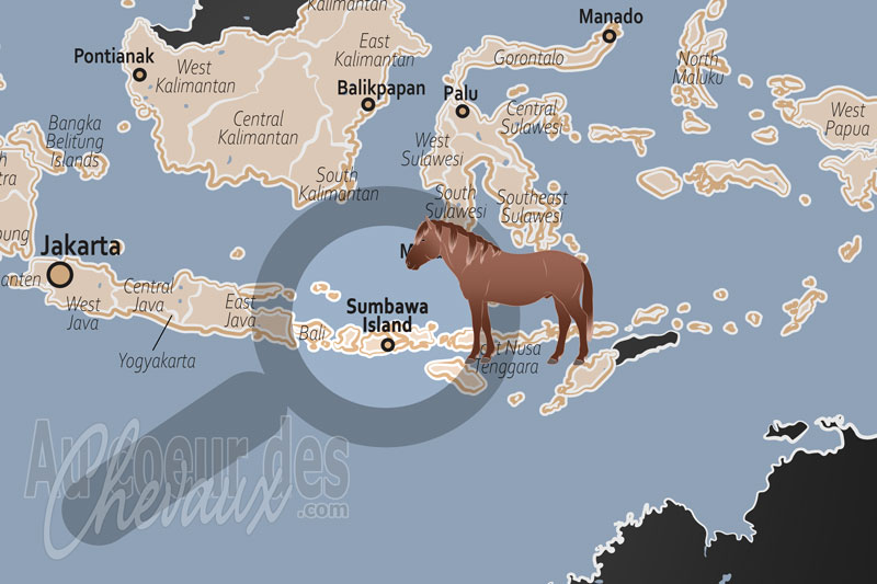 L'�le Sumbawa, terre d'excellence du poney indon�sien et des traditions �questres s�culaires