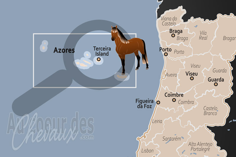 L'�le Terceira, �crin de biodiversit� �quine et berceau du poney de terceira
