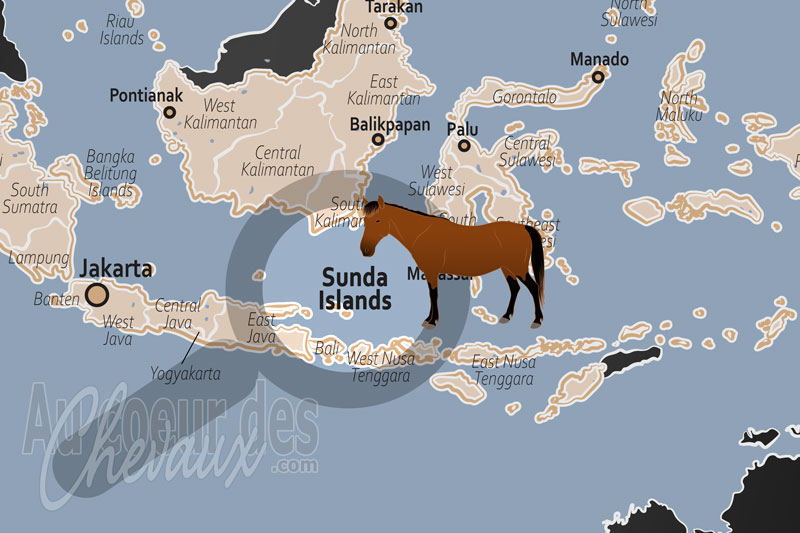Les �les de la Sonde, un archipel de poneys et de traditions �questres mill�naires