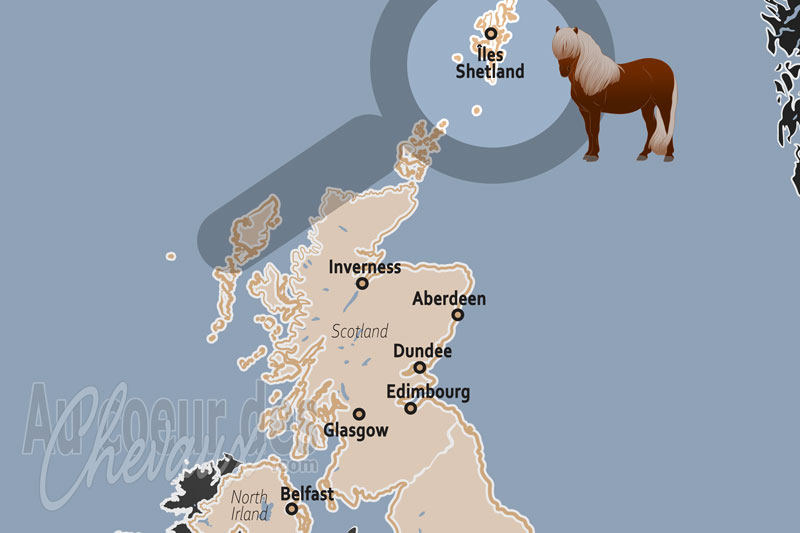 Les �les Shetland, berceau de la r�silience et de l'excellence du poney shetland