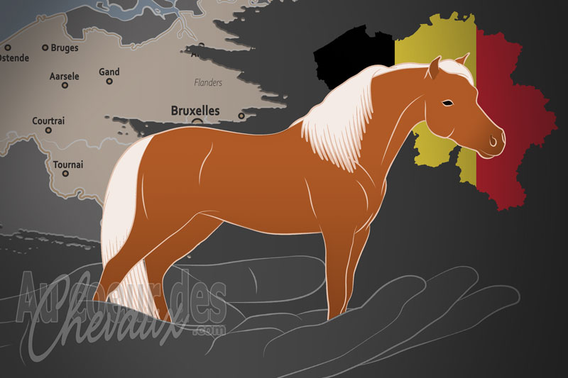 Le Club Imp�rial du Cheval Miniature, une organisation qui g�re le cheval miniature am�ricain en belgique
