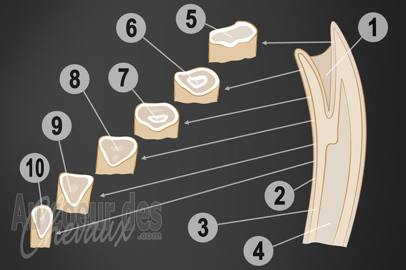 Les Incisives du cheval, anatomie, r�le fonctionnel et �valuation de l'�ge