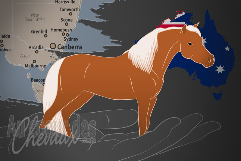Le Registre Ind�pendant des Chevaux Miniatures, un organisme de gestion du miniature am�ricain en australie