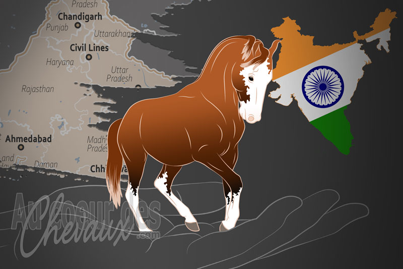 L'Indigenous Horse Society of India Civil Lines un organisme de race en Inde