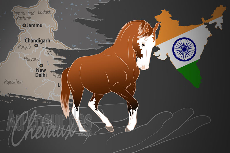 L'Indigenous Horse Society of India Jammu un organisme de race en Inde