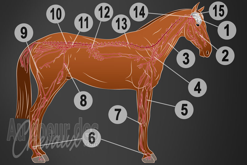 L'Innervation du cheval, architecture et fonctionnement du syst�me nerveux