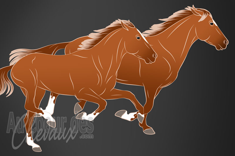 L'Instinct de fuite du cheval, m�canisme �volutif et r�alit� comportementale