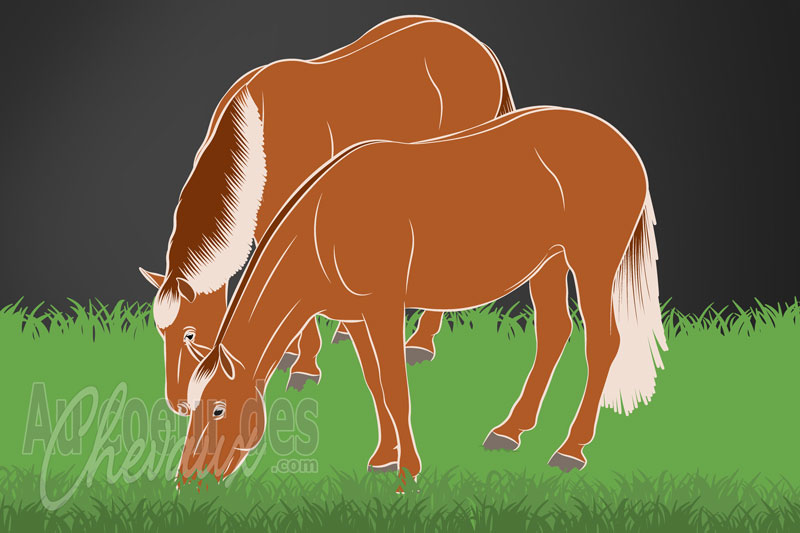 L'Instinct de survie du cheval, strat�gies �volutives et m�canismes de pr�servation