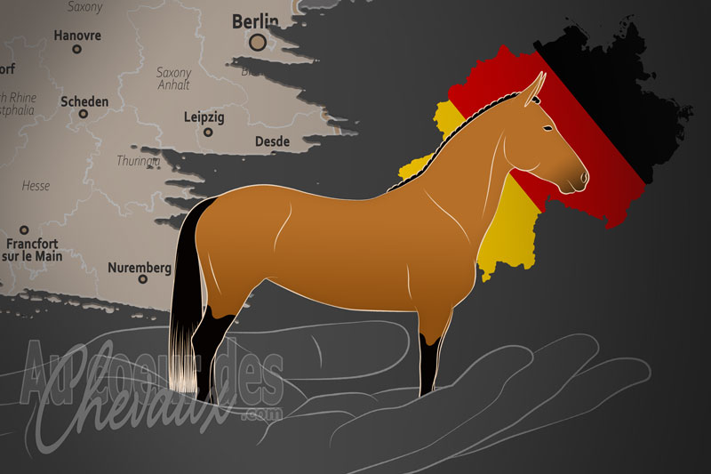 Le Groupe d'Int�r�t du Poney Classique Allemand e.V., une organisation qui g�re le poney classique allemand en allemagne