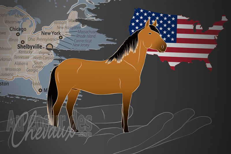 L'Association Internationale du Cheval Buckskin, un organisme de gestion du buckskin aux �tats unis