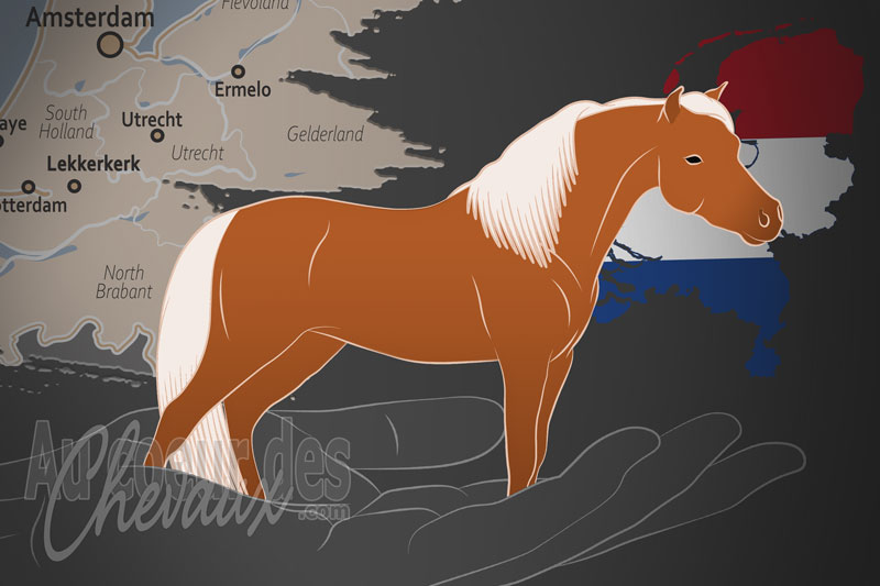 Le Club International des Chevaux Miniatures Am�ricains, un organisme de gestion du miniature am�ricain aux pays bas