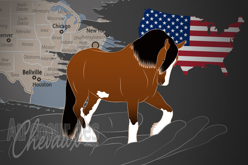 L'International Drum Horse Association un organisme de race aux �tats Unis