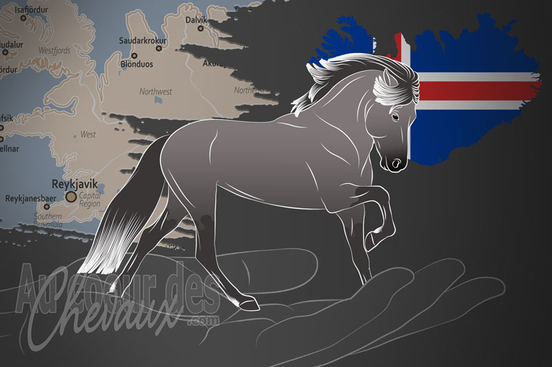 L'International Federation of Icelandic Horse Associations un organisme de race en Islande