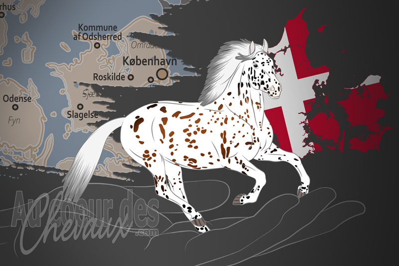 L'Association Internationale du Cheval Knabstrup, un organisme de gestion de race de chevaux au Danemark