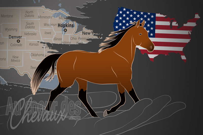 L'International Quarab Horse Association un organisme de race aux �tats Unis