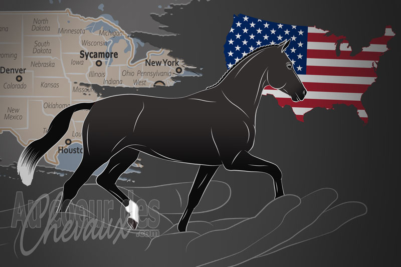 L'International Sporthorse Registry Oldenburg Registry North America un organisme de race aux �tats Unis